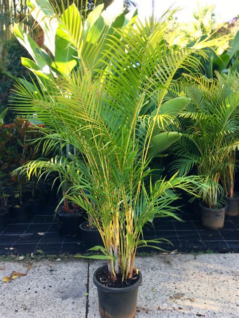 Dypsis Lutescens Sunshine Coast Plants