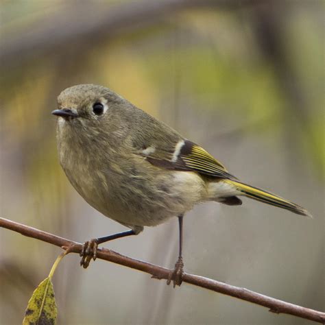 Ruby Crowned Kinglet Photograph By Jurgen Lorenzen Pixels