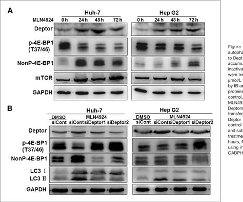 Figure 1 From The Nedd8 Activating Enzyme Inhibitor Mln4924 Induces