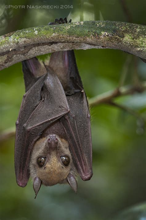 African Bats Conservation In The Time Of Ebola — Jen Guyton