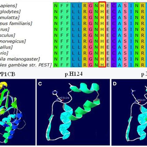 Conservation And 3d Molecular Model Of Ppp1cb Mutations A Protein