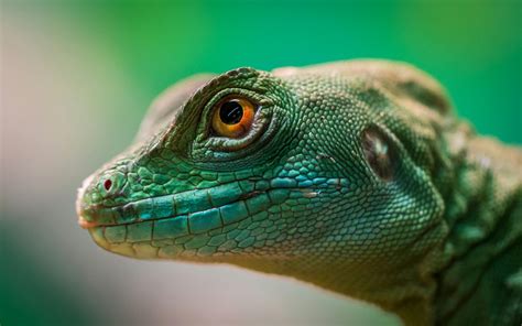 Iguana Verde Características cuidados y curiosidades