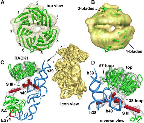 Structure of the Mammalian 80S Ribosome at 8.7 Å Resolution: Structure