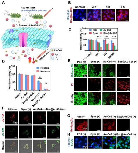 Light Triggered Photosynthetic Engineered Bacteria For Enhanced