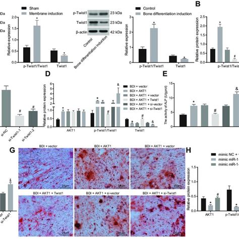 Mir 149 Repressed Osteogenic Differentiation By Reducing Twist1 Download Scientific Diagram