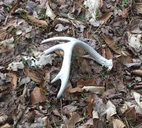 Shed Season Is Finally Here How To Find Whitetail Deer Antlers This Spring