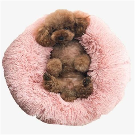 Coussin Apaisant Chien Et Chat Anti Stress Relaxant Daisypets