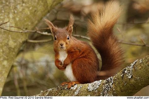 Red And Grey Squirrels In January Uk Safari