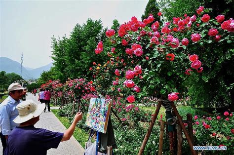 Tourists View Chinese Roses In Beijing Botanical Garden Cn