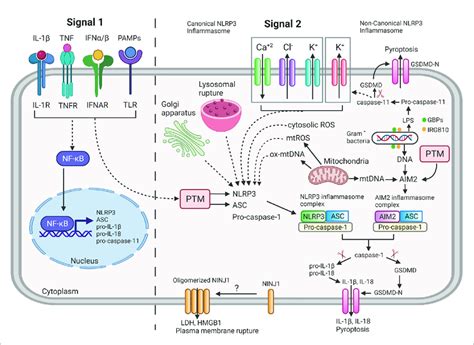 Overview Of Mechanism Of Inflammasome Signaling Pathway Nlrp And