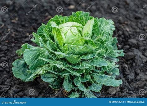 Cultivo De Col Cabeza De Col Creciendo En Lecho Vegetal En El Jardín