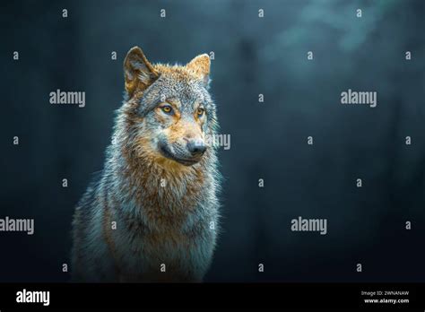 Gray Wolf Canis Lupus Also Known As Timber Wolf Isolated In The