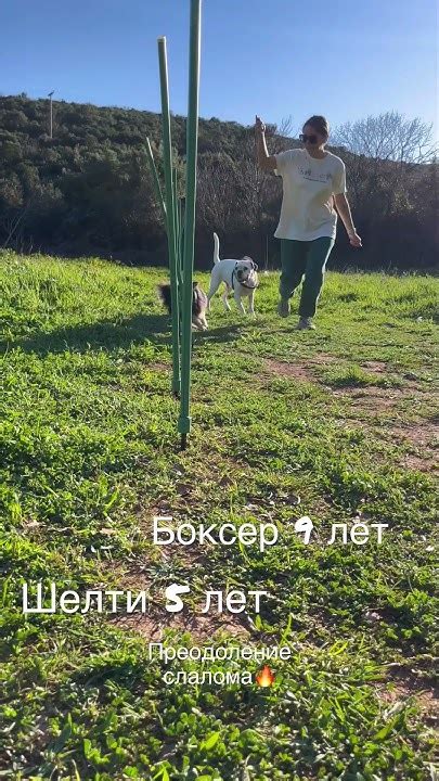 Слалом в #аджилити #dog #трюки #дрессировка #shelty #puppy # ...