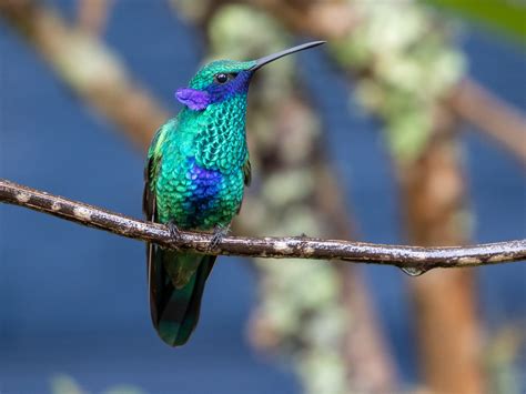 Sparkling Violetear Colibri Coruscans Birds Of The World