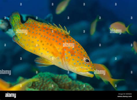 Coral Grouper Cephalopholis Miniata Hi Res Stock Photography And Images