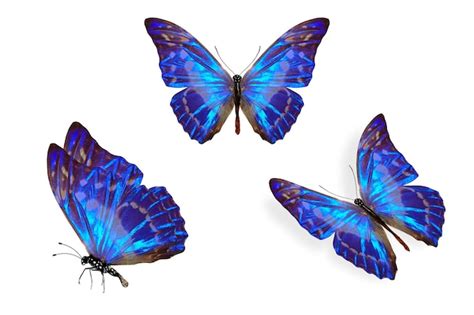 Mariposas Azules Vector Premium