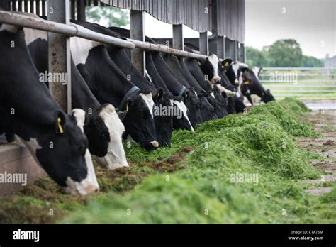 Dairy Cows Eating Silage Stock Photo Alamy