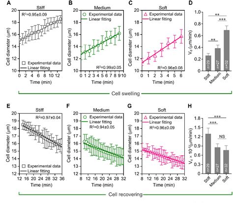 Figure From Substrate Stiffness Dependent Regulatory Volume Decrease