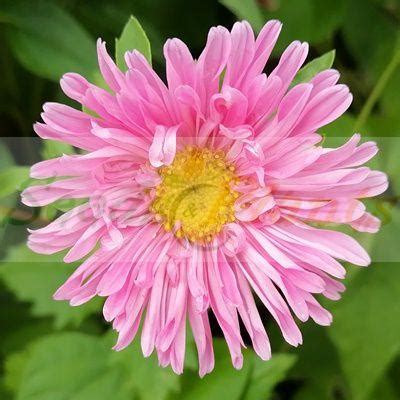 Aster Rainbow Single Mix 50 Seeds Seeds And Plants