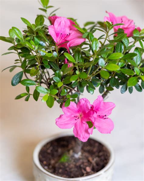 Best Indoor Bonsai Tree For Your Home - HouseplantJoy.com