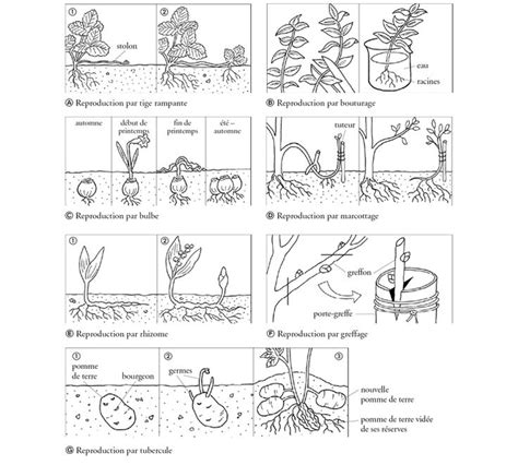 Épinglé sur leçons