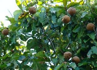 Brazil Nut Tree Pictures, Facts on Brazil Nut Trees