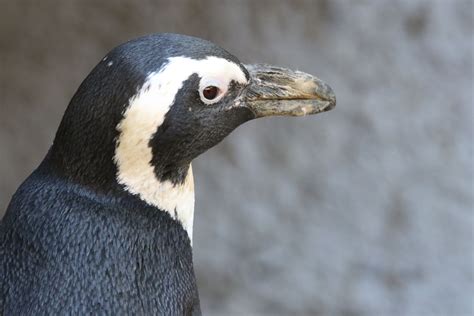 Pinguïn in Londense dierentuin snapt niks van sneeuw