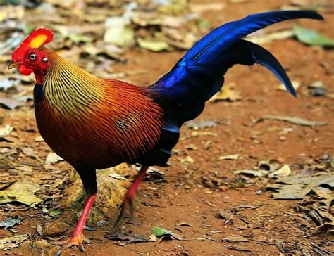 Ceylon Junglefowl Gallus Lafayetii