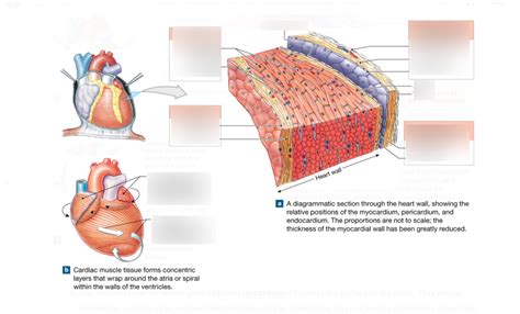 Ameritech Aandp Fall 2019 Chapter 20 The Heart Layers Of The Heart