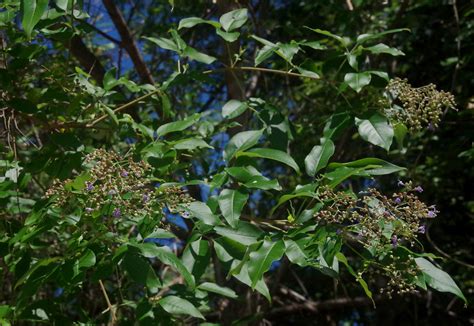 Vitex Trifolia Var Trifolia Buchans Pt Beach Cairns Qld Flickr