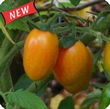 Blush Heirloom Cherry Tomato Seeds Heirloom Tomatoes Varieties