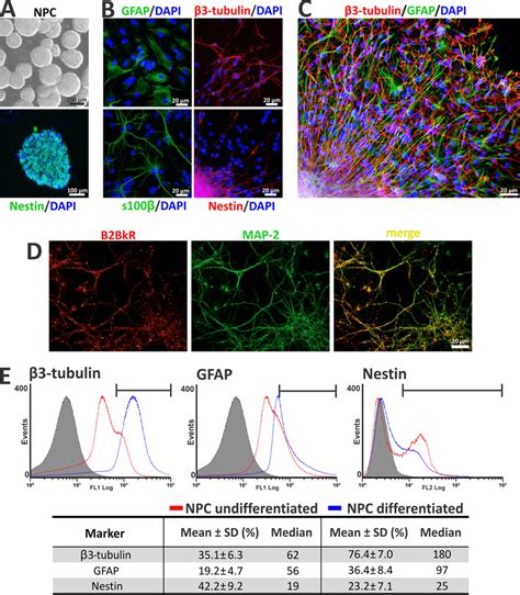 In Vitro Neural Progenitor Differentiation A Neural Progenitor Was