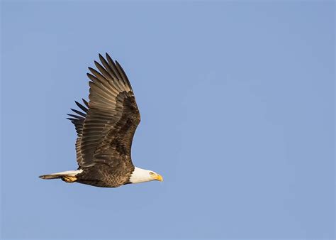 Americas Bald Eagle Population Quadruples Since 2009 Brightvibes