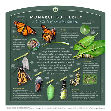 PDNS Monarch Butterfly Migration Life Cycle Milkweed Pollinator Garden