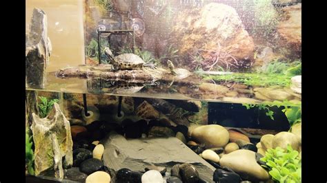 10 Gallon Turtle Tank Youtube