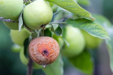 Apple Scab Management: Disease Cycle, Spray Schedule, Fungicides ...