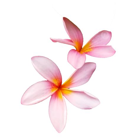 Flor Rosa Frangipani Png Flor Rosa Flor De Frangipani Flor Png Y Psd Para Descargar Gratis