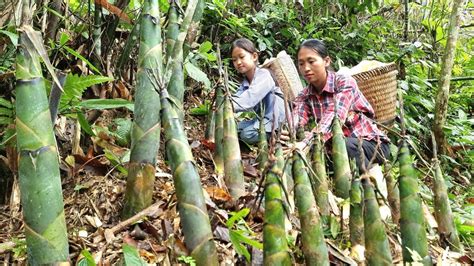 Harvesting Bamboo Shoots With My Daughter Goes To The Market To Sell Daily Life Triệu Thị Dất