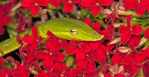 Discover The Largest Vine Snake Ever Found A Z Animals