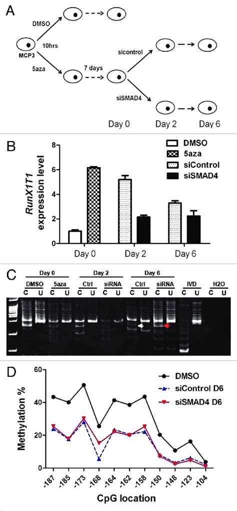 Knockdown Of Smad Accelerates Re Silencing Of Runx T In Mcp Cells