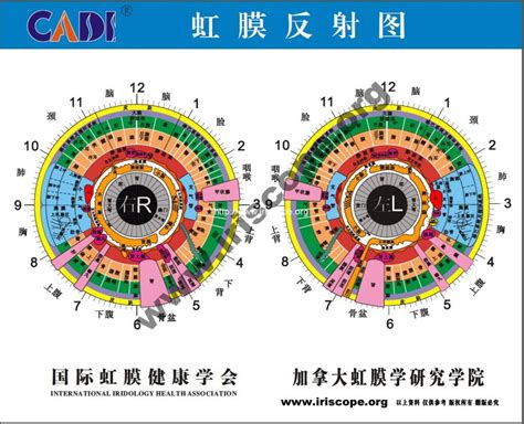 Iridology Chart How To Read Heres A Quick Way Maikong Iridology