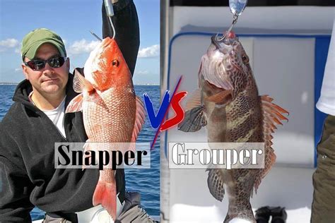 Snapper Vs Grouper A Comprehensive Guide