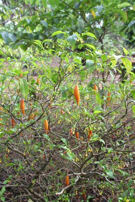 Iboga and ibogaine | ICEERS | Ethnobotanical Education