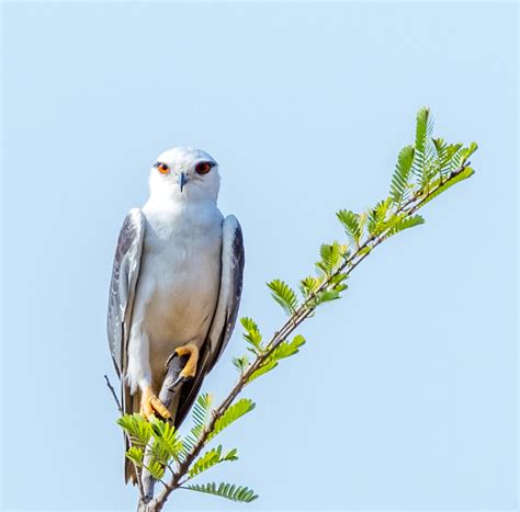 Black Winged Kite Elanus Caeruleus The Black Winged Kite Flickr