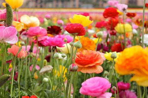 Grow and Care for Ranunculus Flowers