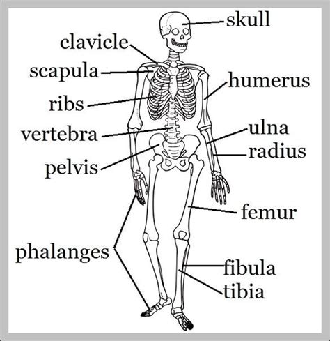 Bones – Graph Diagram