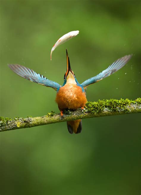 10 New Birds Discovered In Lost World