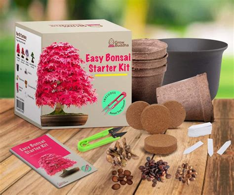 Grow Your Own Bonsai Tree Kit