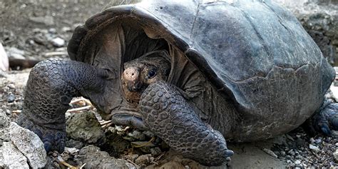 Fernandina Tortoise Found In Galapagos Islands For First Time In