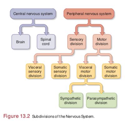 Biology 141 Chapters 4 7 Synapses Muscles The Cardiovascular